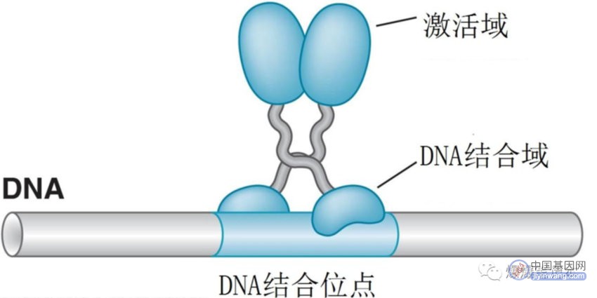 真核生物的基因表达调控，即从DNA到蛋白质的调节过程