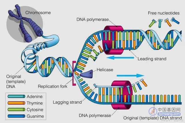 对人类基因编辑的价值和应用见解：不止生命科学和基因治疗