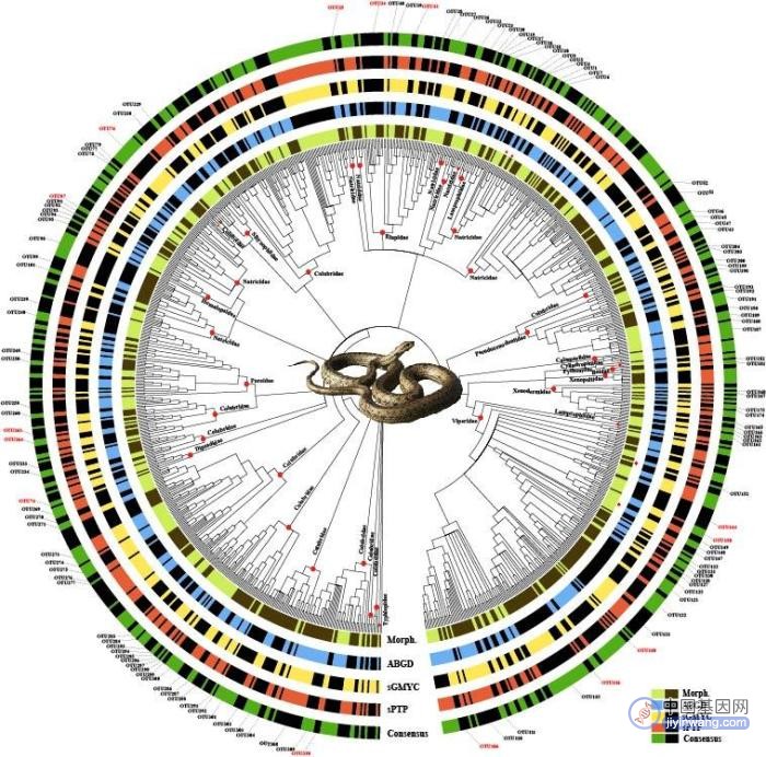 中国蛇类DNA条形码参考基因数据集发布：存在至少36个未被描述新种数