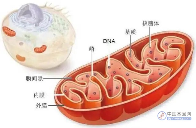 浅析线粒体脑肌病，一种母系基因遗传罕见病