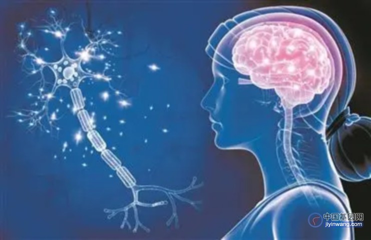 神经干细胞竞争“上岗” 两个基因是“幕后推手”