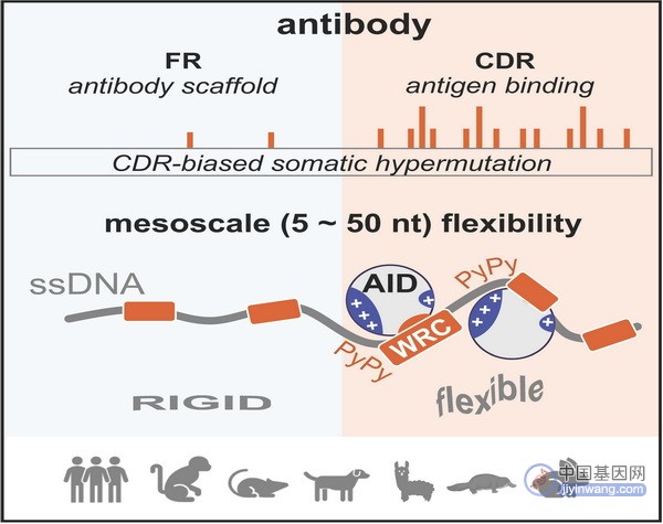 研究揭示DNA柔性在抗体基因超突变中的生理功能