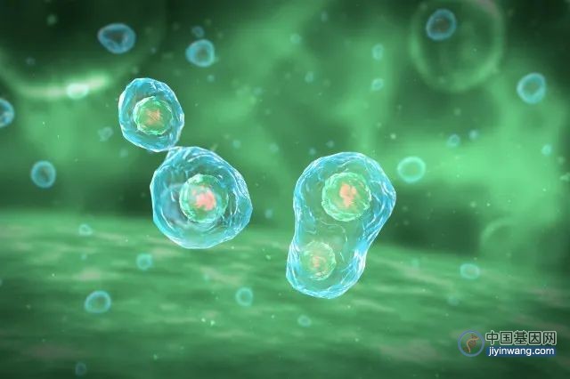 延长寿命新纪录：郝楠团队通过合成“基因震荡器”延长细胞寿命，实现高效抗衰