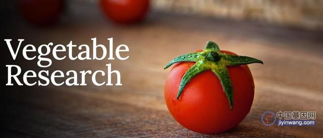 东北农业大学李景富团队取得Ruby报告基因在番茄中应用的新进展