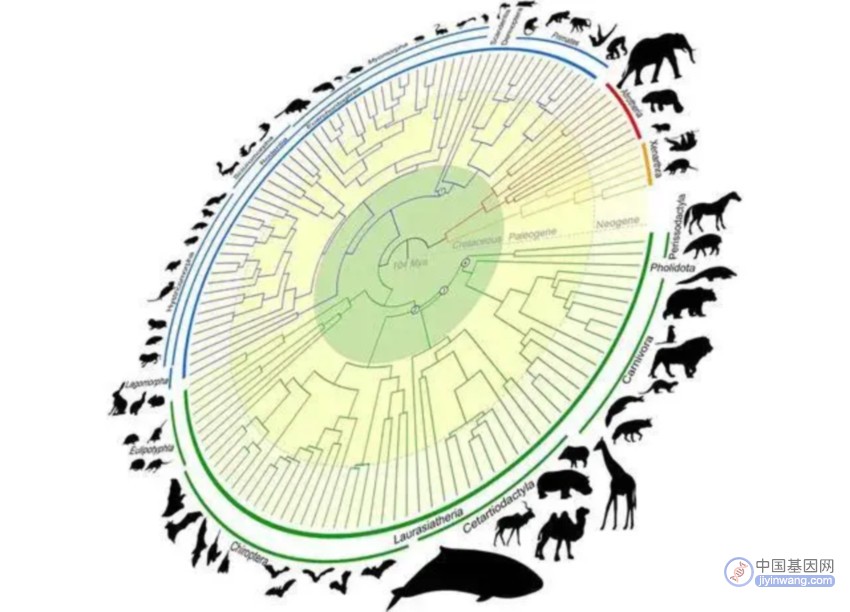 哺乳动物的生命之树重新定义：基因组时间机器追溯1亿年的进化历程