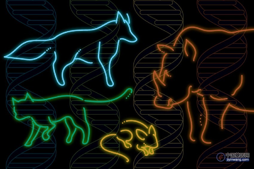 迄今最大哺乳动物基因组库为进化提供新见解