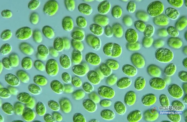 一种单细胞藻类细胞中有不少于7个基因组