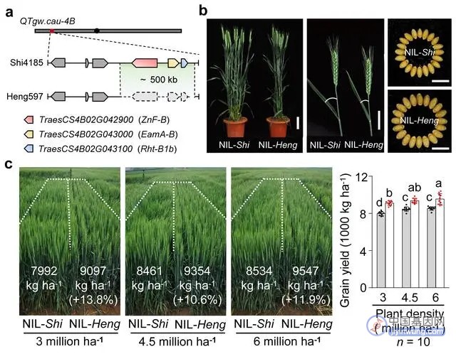 中国农大发表我国小麦基因图位克隆Nature论文，激素平衡调控小麦株型和产量的分子机制