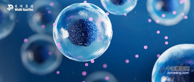 填补细胞疗法的缺失一环：基因改造B细胞，这项研究实现效率大提升