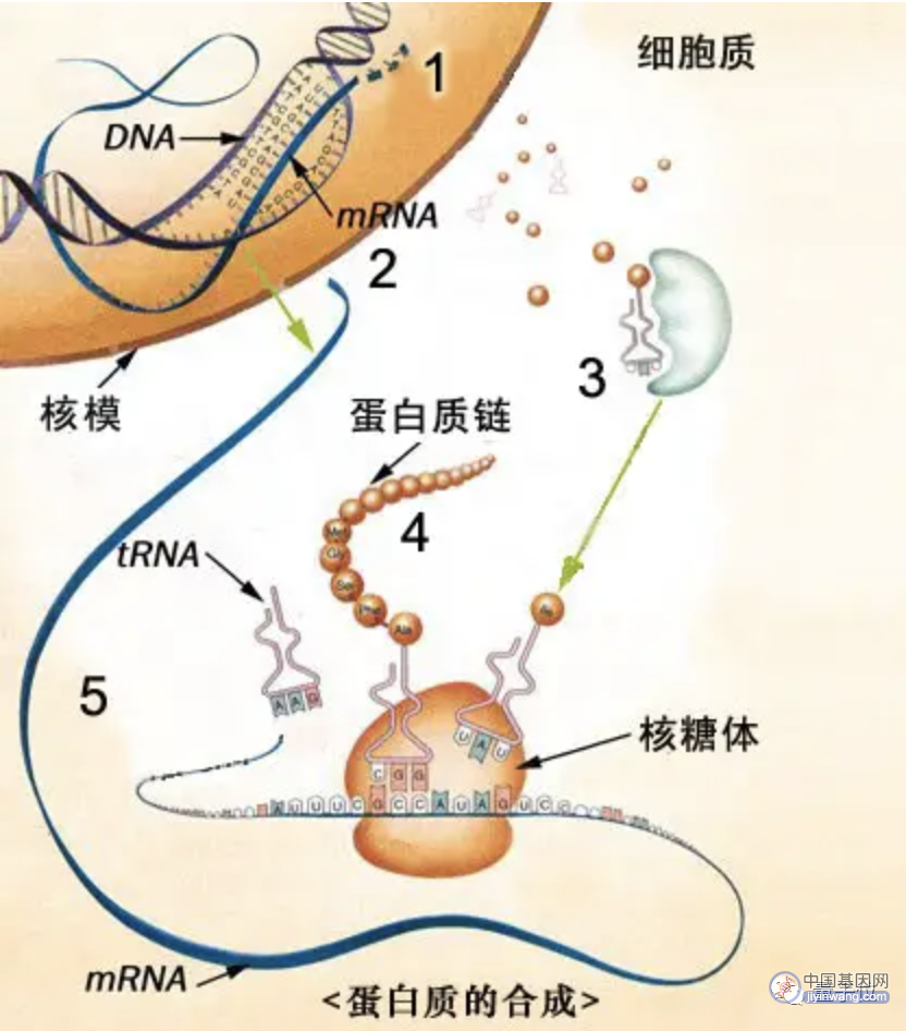 剑桥科学家重新编码细菌基因，可完全抵抗病毒感染