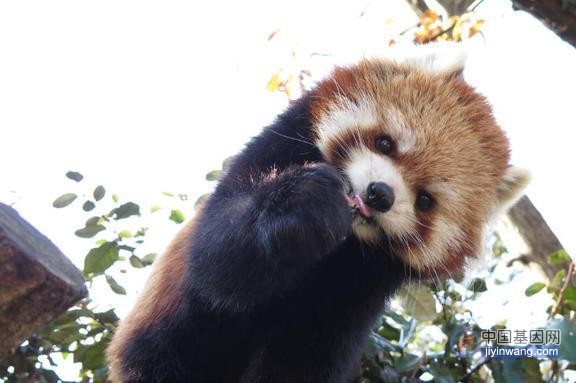 科学家给65只小熊猫测基因，发现两个不同物种，长得再像也不一样