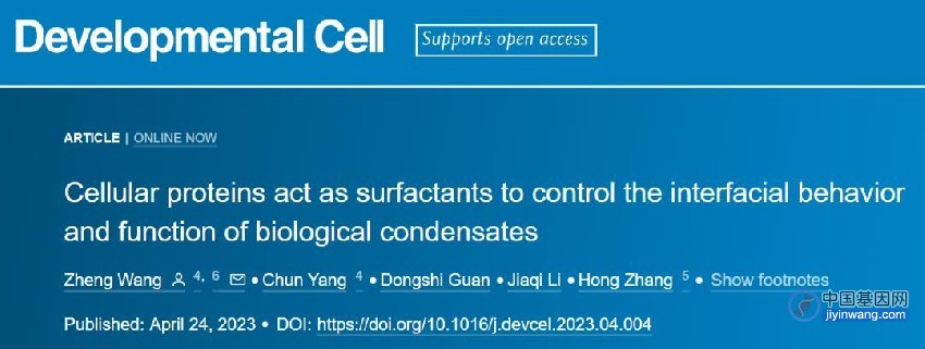 张宏团队揭示蛋白质能以“表面活性剂”方式调控基因转录