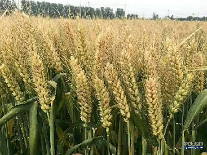 高产小麦基因克隆获突破，关键基因推动小麦产量遗传改良