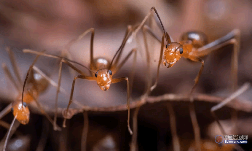 黄疯蚁——世界上首个有两套DNA基因组的动物！