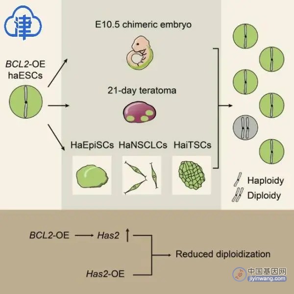 南开团队新发现“擦亮”基因筛选利器