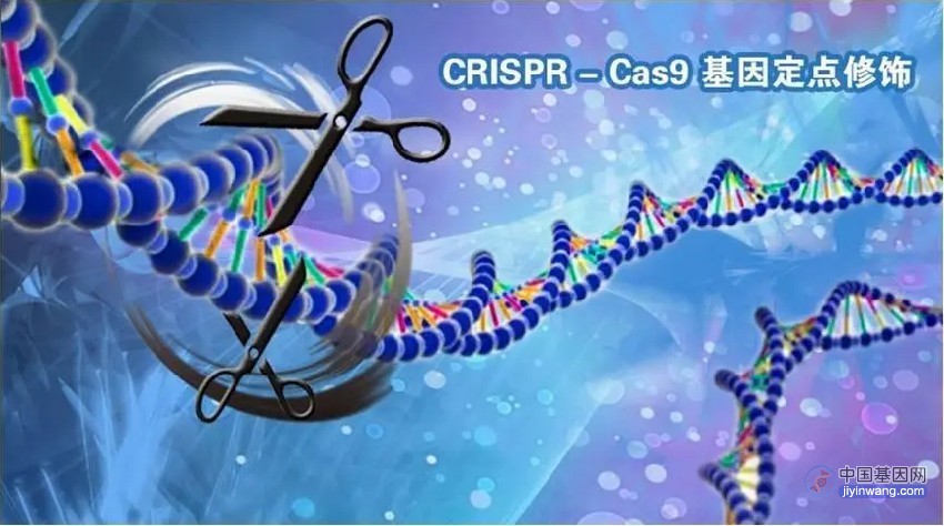 优化CRISPR-Cas9“基因魔剪”可极大减少基因突变