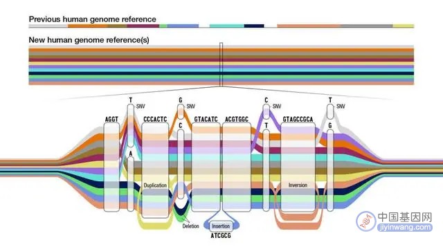 《自然》发表首个人类泛基因组草图，更完整描绘遗传多样性