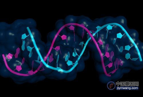 小RNA和核蛋白Hfq通过结合新生RNA调控基因表达