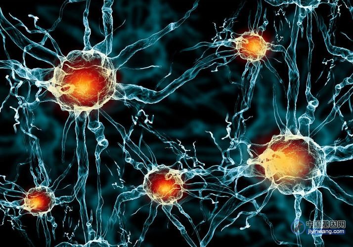 神经干细胞竞争“上岗”  两个基因是“幕后推手”