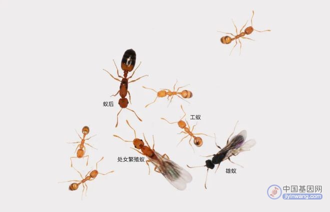 从“超个体”到“超基因”：组学研究揭秘蚂蚁社会的生存之道