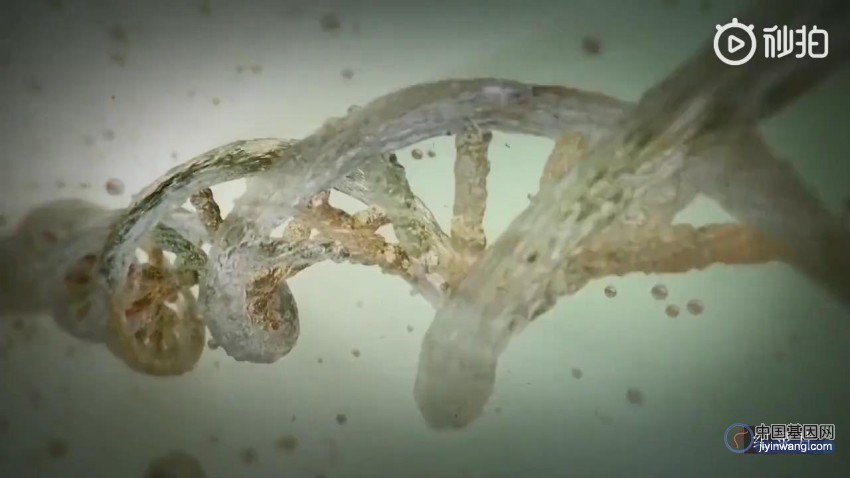 纪录片：基因学家能从2300岁的牙齿中提取出DNA！