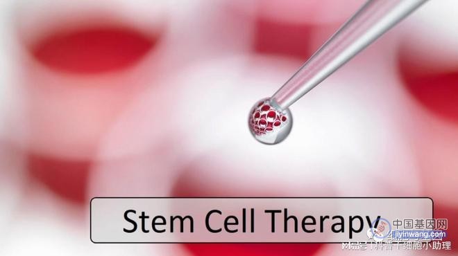 细胞与基因解读：探讨干细胞疗法的最新发展