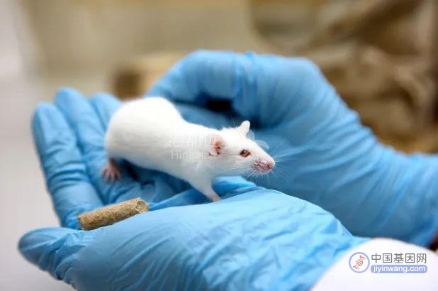 北海康成合作开发的新一代AAV基因疗法，显著改善SMA小鼠寿命和运动功能
