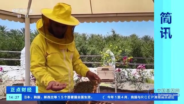 高温致大量蜜蜂死亡，阿联酋利用基因技术培育耐高温蜜蜂