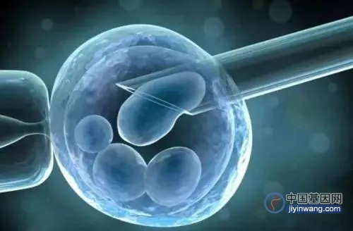 引入抗凋亡基因，“擦亮”被称为单倍体胚胎干细胞的“基因筛选利器”