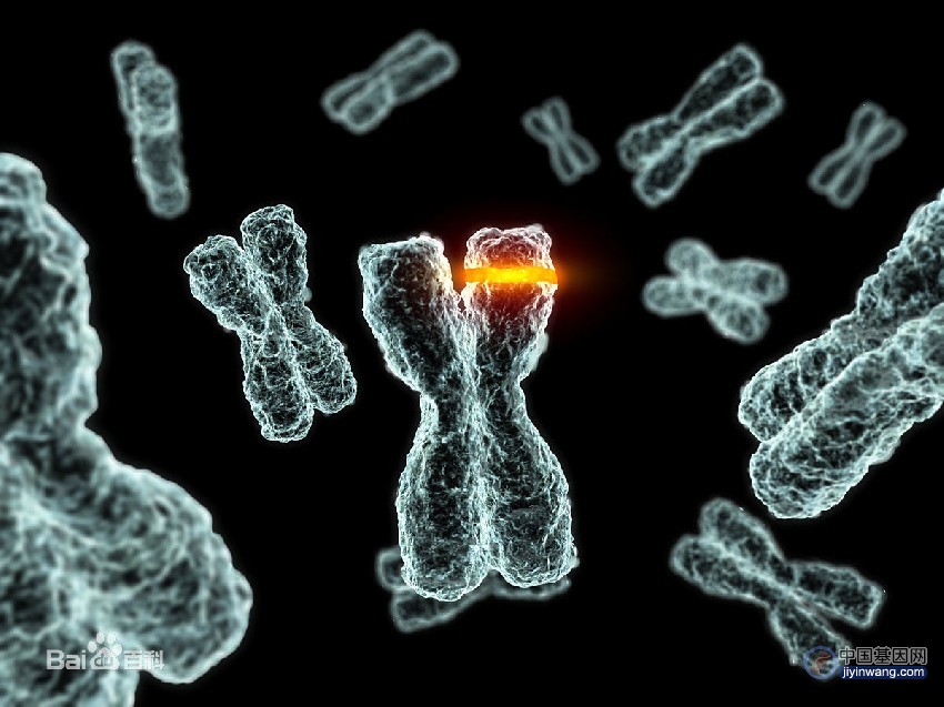 Cell论文一作直播解读：抗体基因超突变的DNA柔性基础