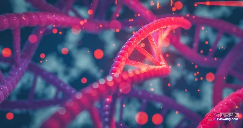 Nature子刊：删除多余干扰素受体基因，可部分挽救唐氏综合征小鼠表型