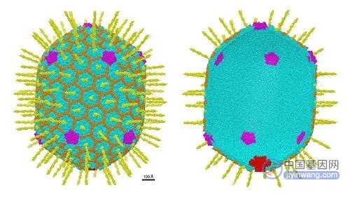 进入人类细胞，执行特定任务，人工病毒载体可用于基因编辑