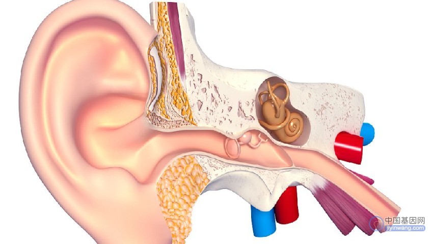 重视耳聋基因检测筛查，四种遗传性耳聋