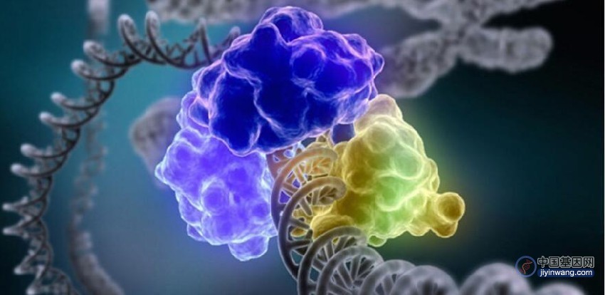 前沿研究：伯晓晨和陈河兵团队对癌症三维基因组研究进展