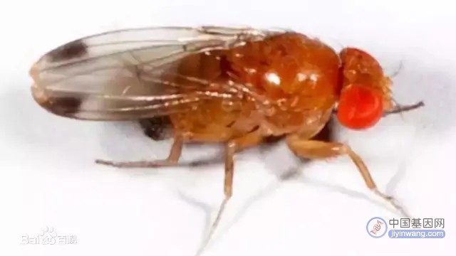 美国研究用“基因剪刀”对抗农业害虫斑翅果蝇