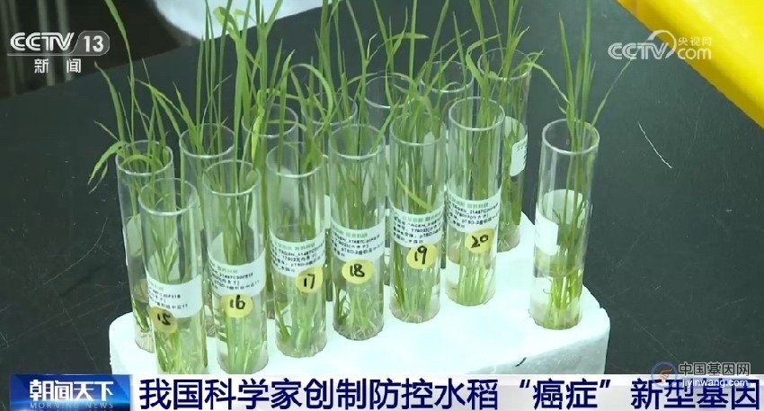 水稻抗“癌”又稳产！我国科学家创制防控水稻“癌症”新型基因