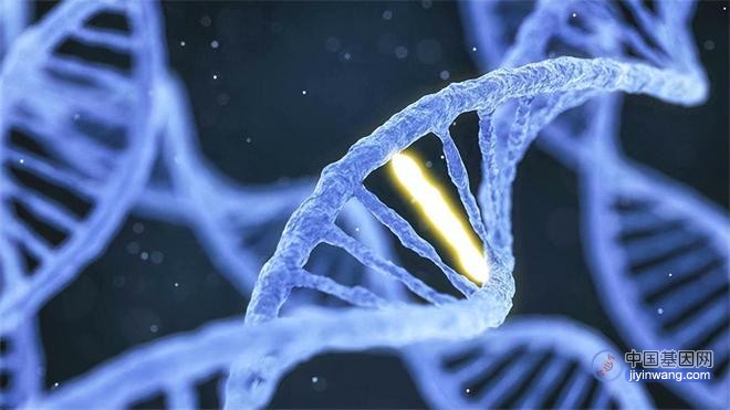 Nat Genet：发现8个新基因！外显子组测序揭示罕见编码基因突变对成人认知功能的影响