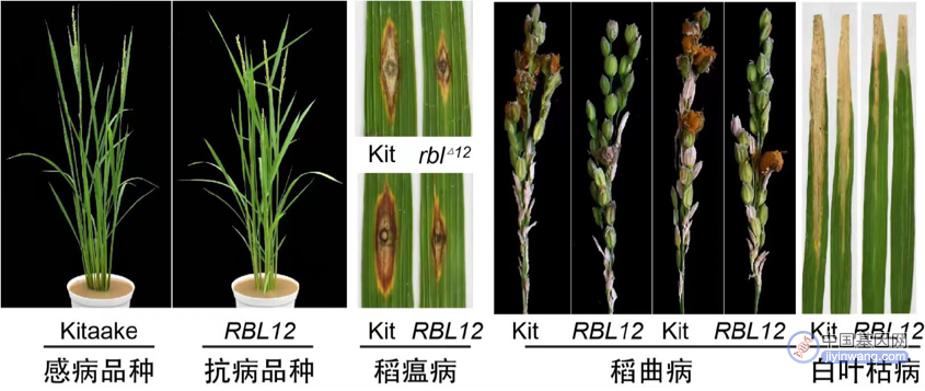 华中农业大学发现水稻抗病新基因：可减少近四成水稻产量损失