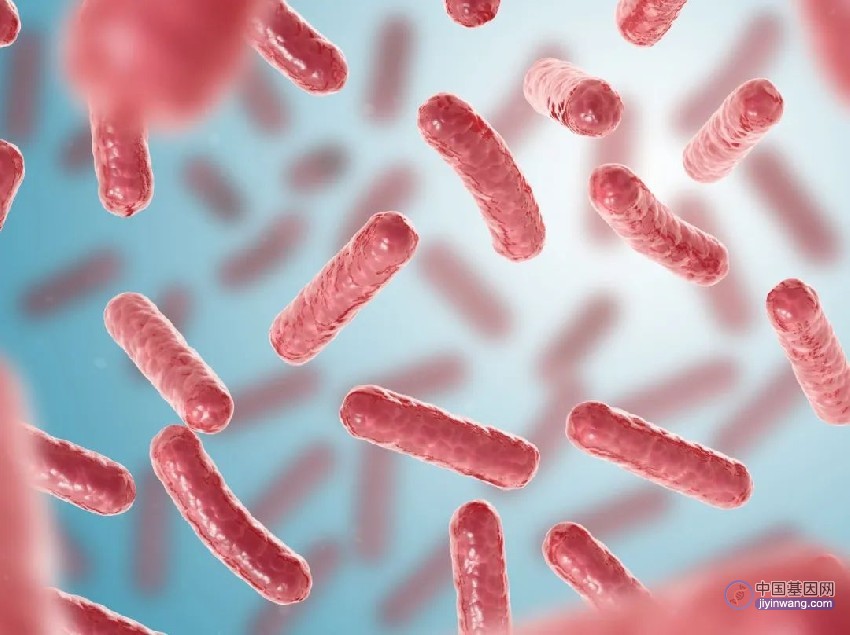 《基因智慧》食品大肠杆菌总“超标”？真相跟你想的不一样！
