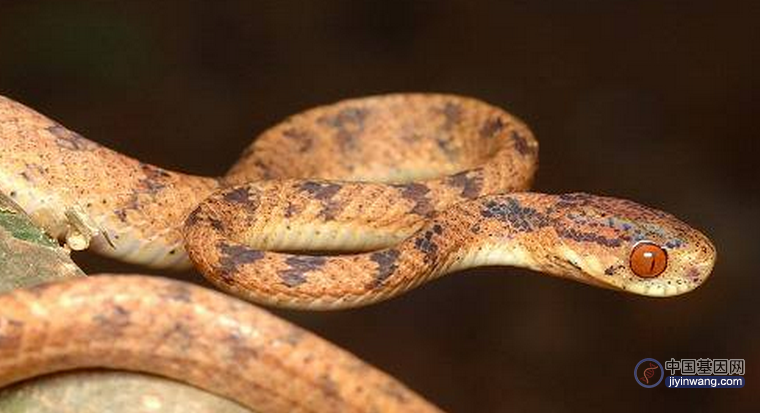 基因测序告诉你：画蛇“添足”不是没道理，蛇类物种起源推演
