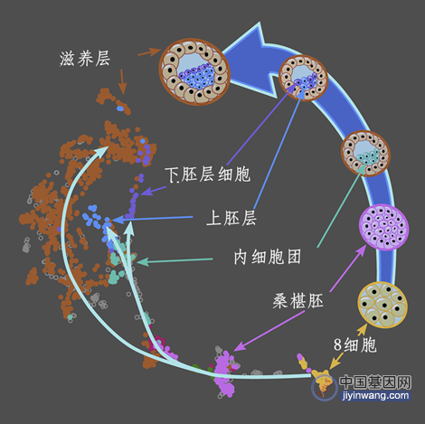 悲壮的“基因斗争”：为阻止“跳跃基因”，胚胎细胞开启自我毁灭