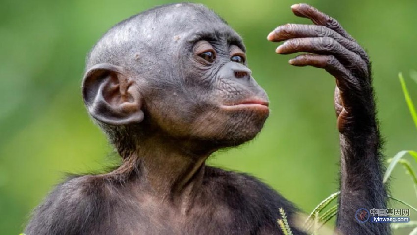 如果不停人工干预黑猩猩的繁殖，千百万年之后，它们会变成人吗？