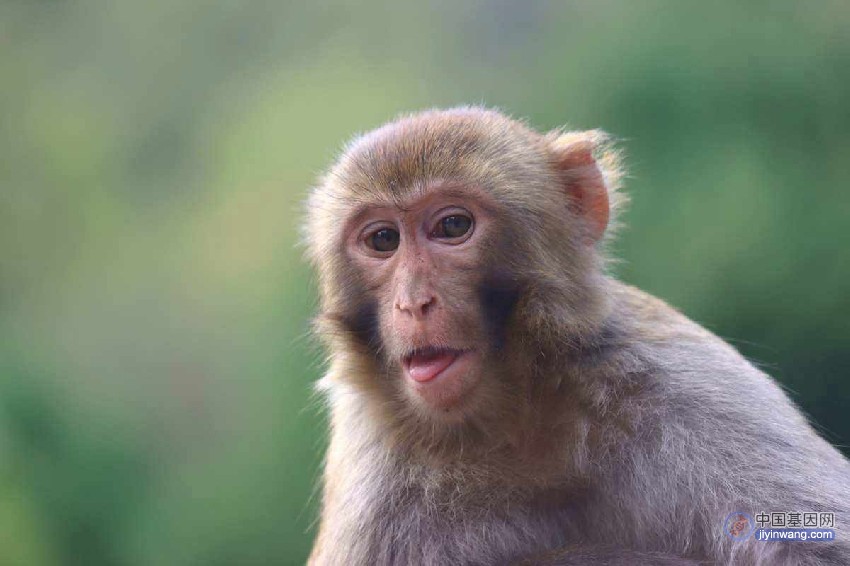 发现猕猴非编码基因调控大脑静息功能网络，并与人类精神疾病风险基因高度相关
