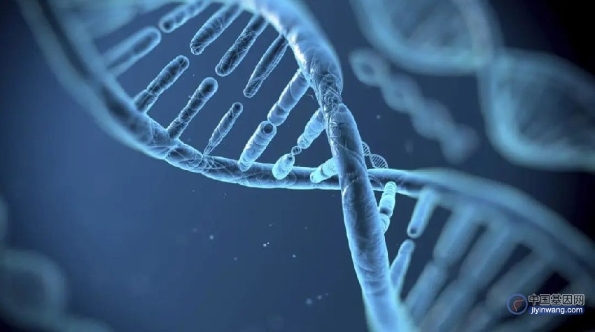 基因科普：作为生命的“蓝图”，DNA到底是怎么工作的？