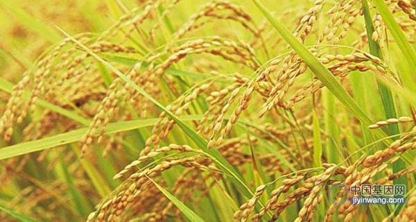 Nat Plants：一个基因让水稻具有更大的根系/叶片/穗，并提高产量