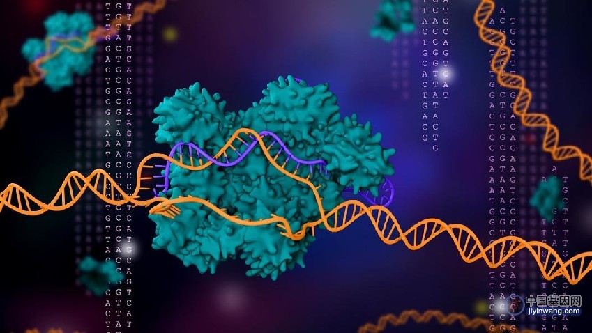 中国科学家发现最小的RNA介导基因编辑工具，为基因治疗带来新希望