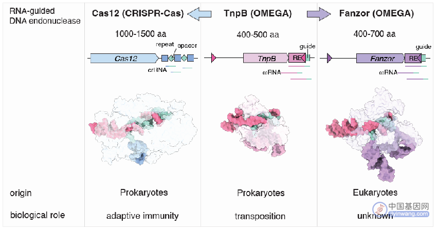 Fanzor 、CRISPR系统中的Cas12与两者的共同祖先TnpB的结构对比。张锋团队论文指出，Fanzor的生理作用仍然未知，有待研究。图片来源：论文截图