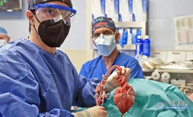 首位转基因猪心脏移植患者在移植两个月后死亡，心衰原因公布