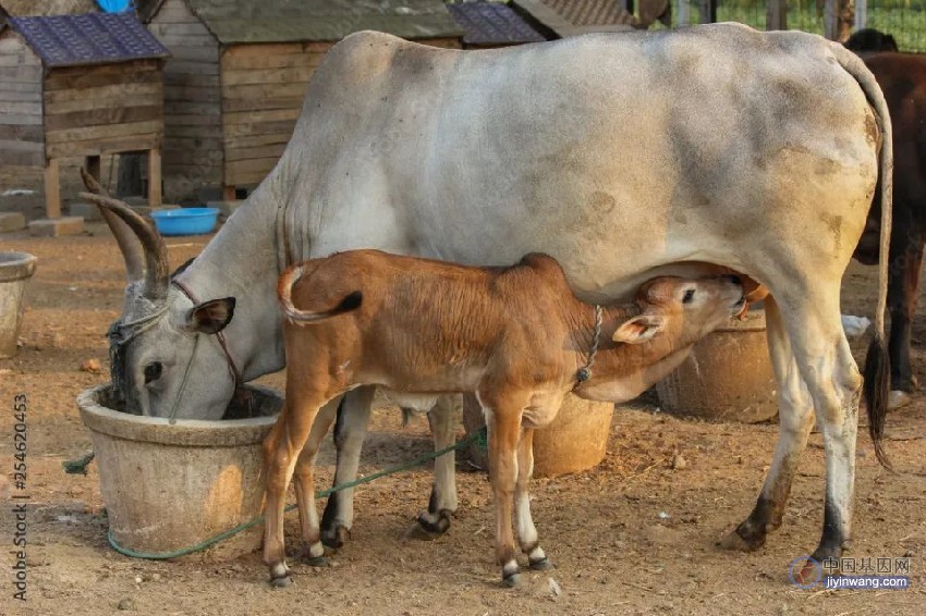 为什么牛通常1胎生1只？哺乳动物的BUG，让牛逐渐失去双胞胎基因