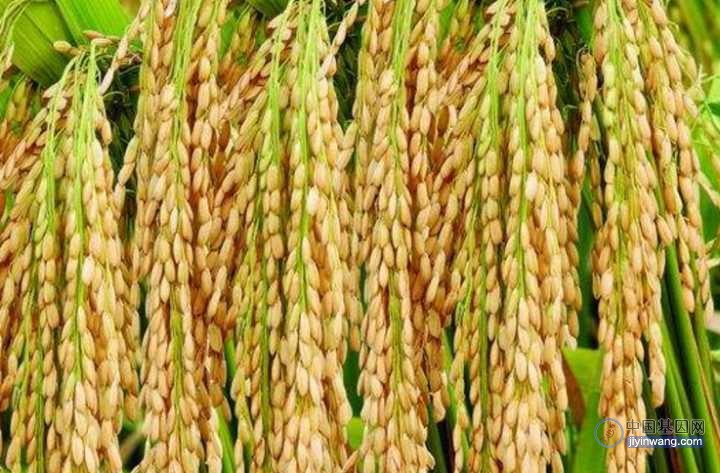 万建民院士团队阐明籼稻粳稻杂种不育分子机理——破解水稻生殖隔离之谜